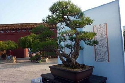 摆放在西湖公园门口的大型盆景 吸引了不少游客