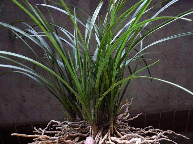 大花蕙兰盆景栽培技术要点