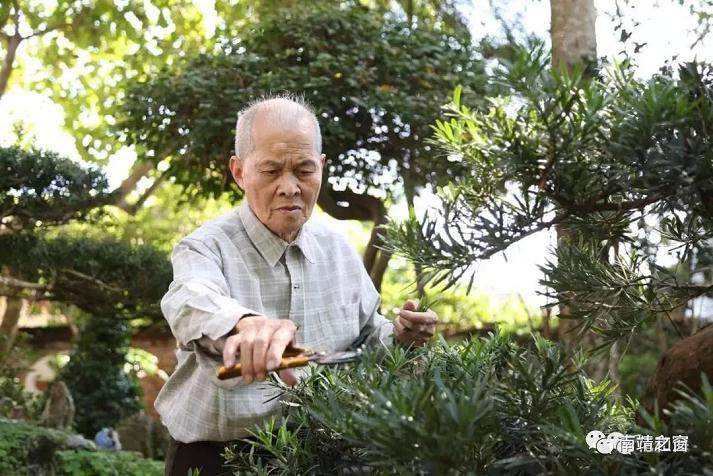在南靖 有位老先生痴迷盆景几十年