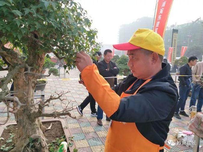 河南省盆协第三届中珠杯盆景创作大赛回顾