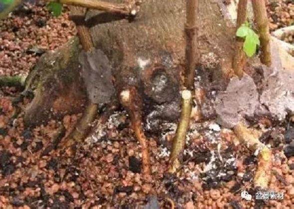 图解 枫树老桩盆景的生根补根的方法