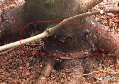 图解 枫树老桩盆景的生根补根的方法