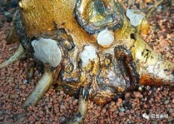 图解 枫树老桩盆景的生根补根的方法