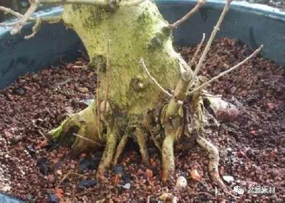 图解 枫树老桩盆景的生根补根的方法