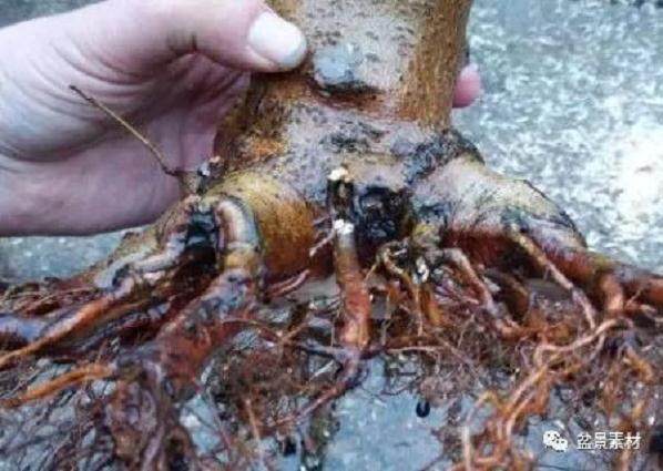 图解 枫树老桩盆景的生根补根的方法