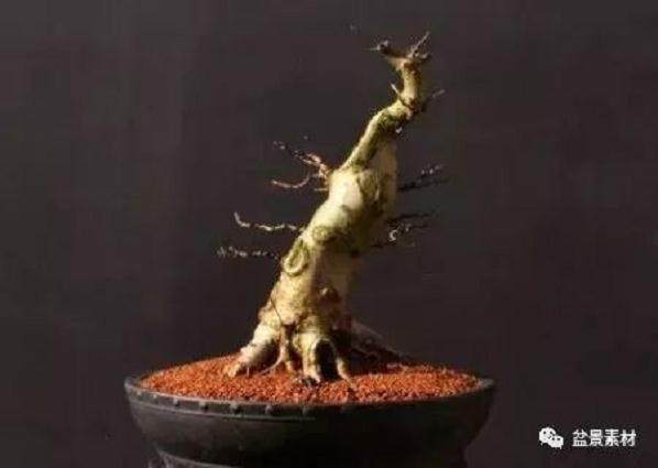 图解 枫树老桩盆景的生根补根的方法