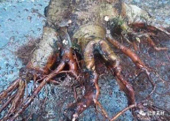 图解 枫树老桩盆景的生根补根的方法