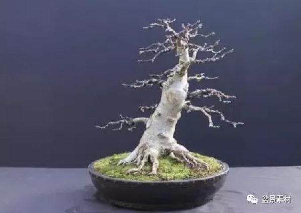 图解 枫树老桩盆景的生根补根的方法
