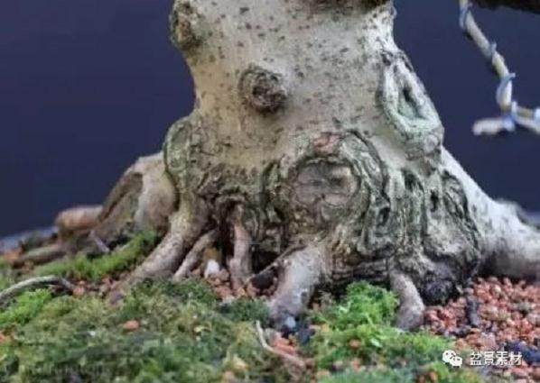 图解 枫树老桩盆景的生根补根的方法