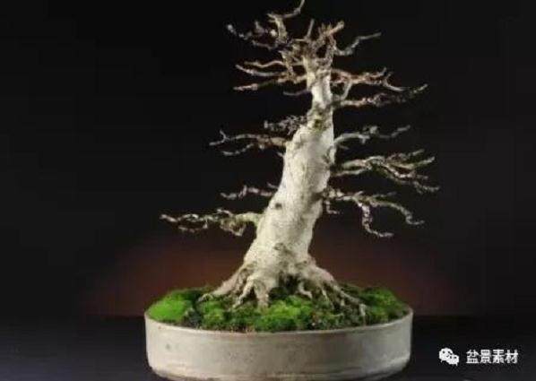 图解 枫树老桩盆景的生根补根的方法