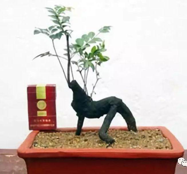 小叶紫檀盆景的制作过程