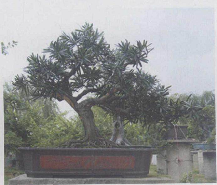 中国盆景艺术的发展也始终贯彻这一审美思想
