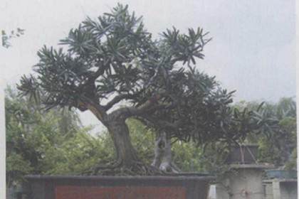 中国盆景艺术的发展也始终贯彻这一审美思想