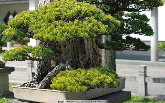 中国常州2009年春季盆景奇石展销会期间