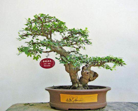 常州2009年春季盆景展销会在尧塘公路花园举办