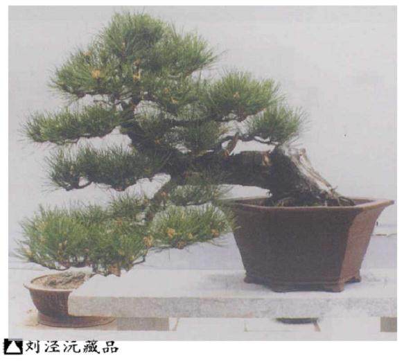 山东盆景艺术家协会和第二届鲁风展
