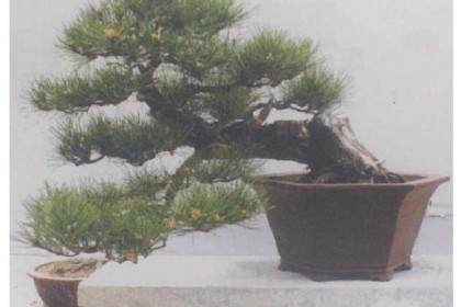 山东省盆景艺术家协会和第二届鲁风展