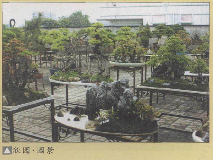 韩学年先生是岭南盆景创作大家 尤擅长山松