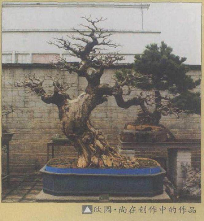 韩学年先生是岭南盆景创作大家 尤擅长山松