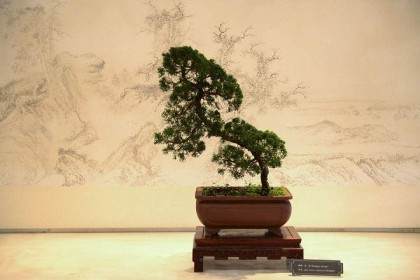 20年的相伴 是《花木盆景》杂志能紧跟时代