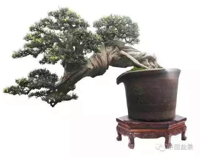 订阅《花木盆景》杂志B版已有十余年了