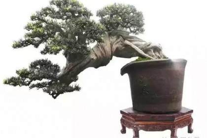 订阅《花木盆景》杂志B版已有十余年了