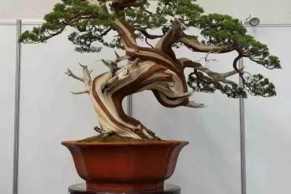 建议《盆景赏石》杂志增加赏石类文章的比重