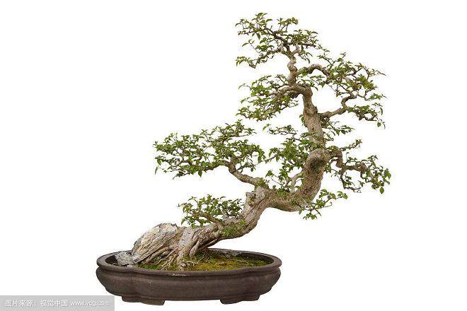 扬州举办盆景宗师徐晓白先生诞辰100周年座谈会