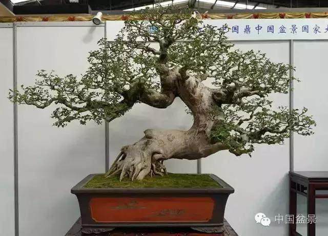 迎来山花烂漫 留得松柏长青——徐晓白先生传略