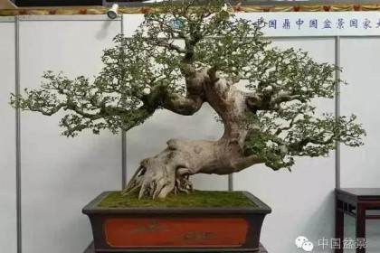 迎来山花烂漫 留得松柏长青-徐晓白先生传略