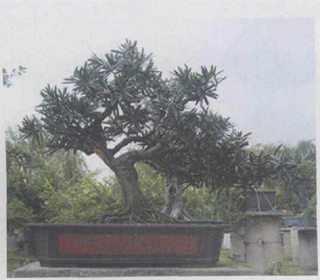 南海花卉城内多盆盆景被盗