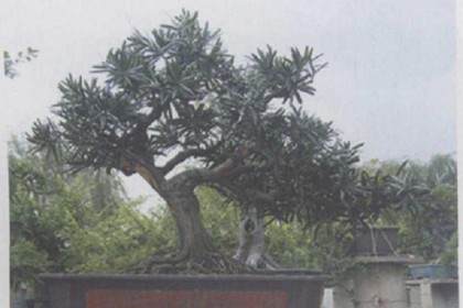 南海花卉城内多盆盆景被盗