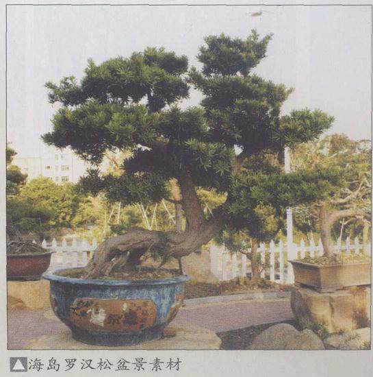 海岛罗汉松盆景的4个特点