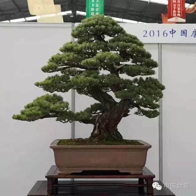 凹形切割机是盆景艺术家供应系列中不可或缺的工具