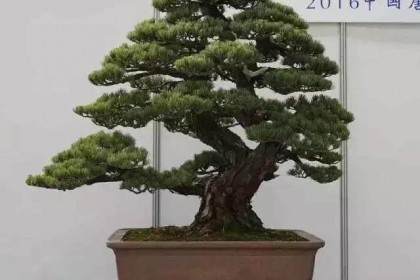 凹形切割机是盆景艺术家供应系列中不可或缺的工具