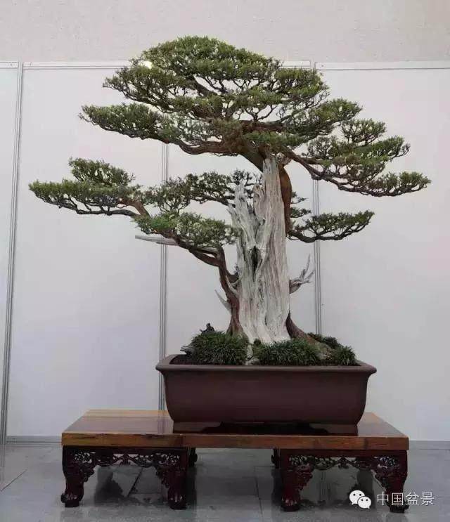 制作小盆景所需的工具