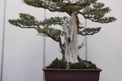 制作小盆景所需的工具