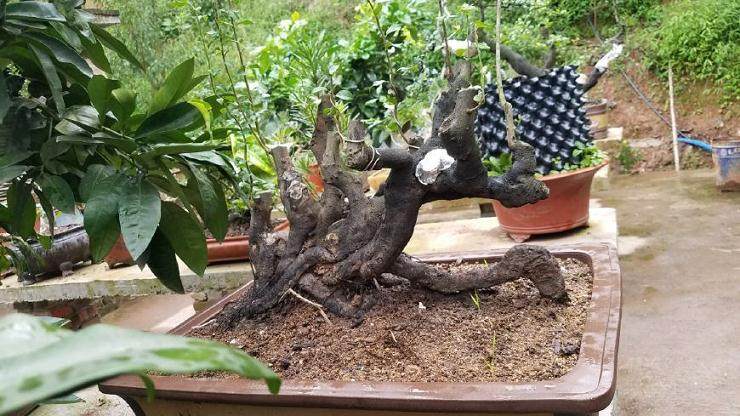 丛林金弹子盆景成长缓慢 成型耗时 需有耐心