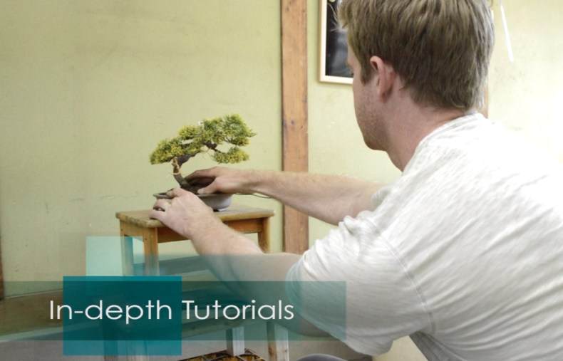 盆景帝国的盆景初学者课程