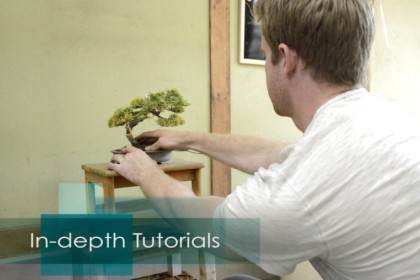 盆景帝国的盆景初学者课程