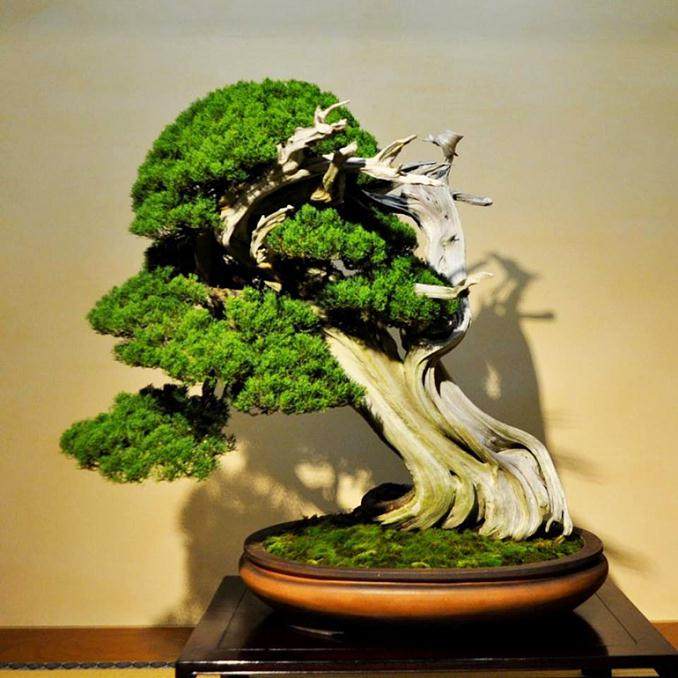 木村正彦在大宫盆景艺术博物馆