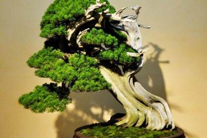 木村正彦在大宫盆景艺术博物馆