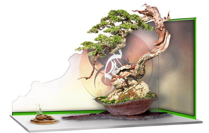 找到改善任何盆景的方法