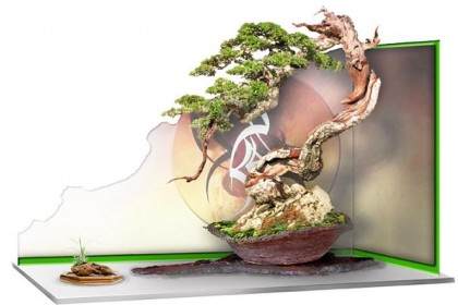 找到改善任何盆景的方法