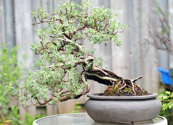 蕨麻盆景在修剪之前和之后的对比