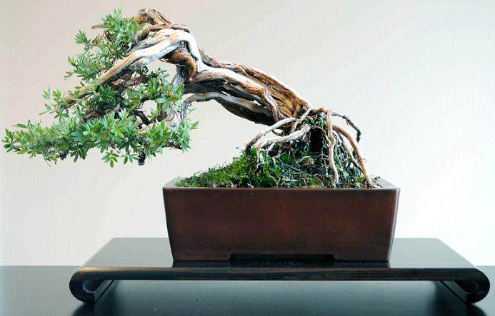 蕨麻盆景在修剪之前和之后的对比