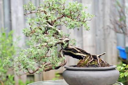 蕨麻盆景在修剪之前和之后的对比