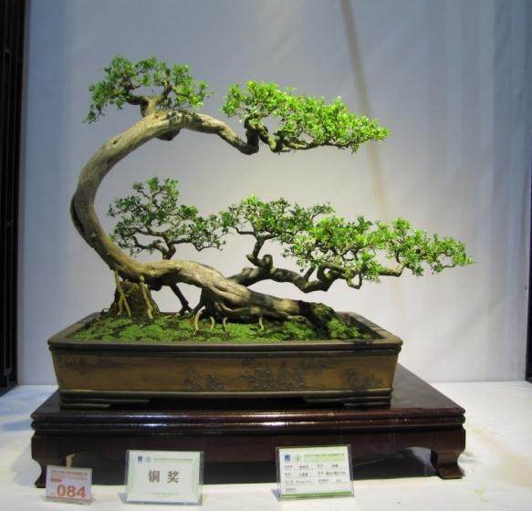 使盆景长粗的枝条快速长粗的做法归纳如下