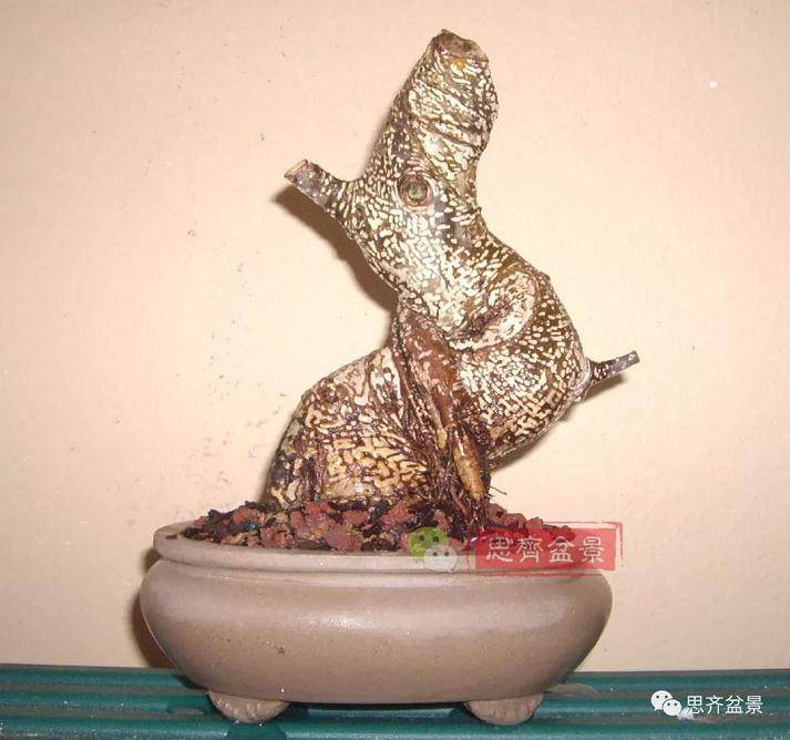 图解 盆景速成法 榕树盆景换头术