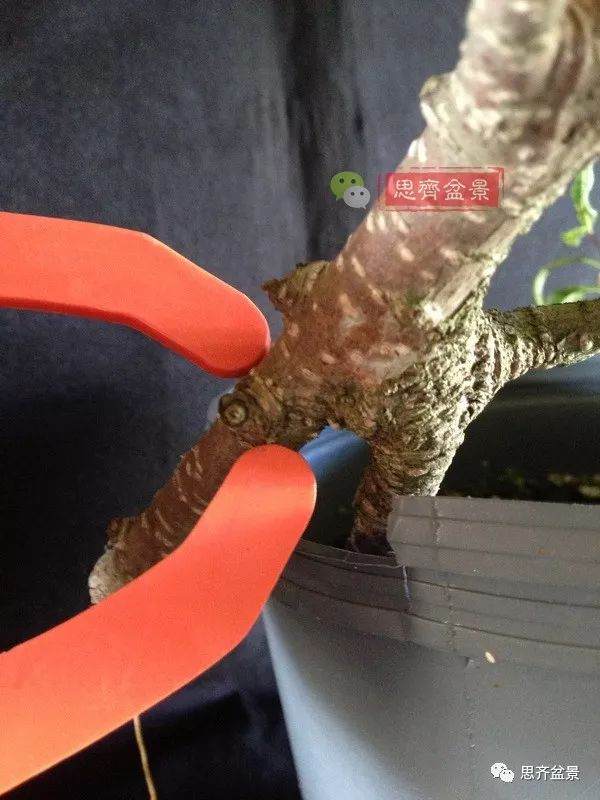 图解 盆景速成法 榕树盆景换头术